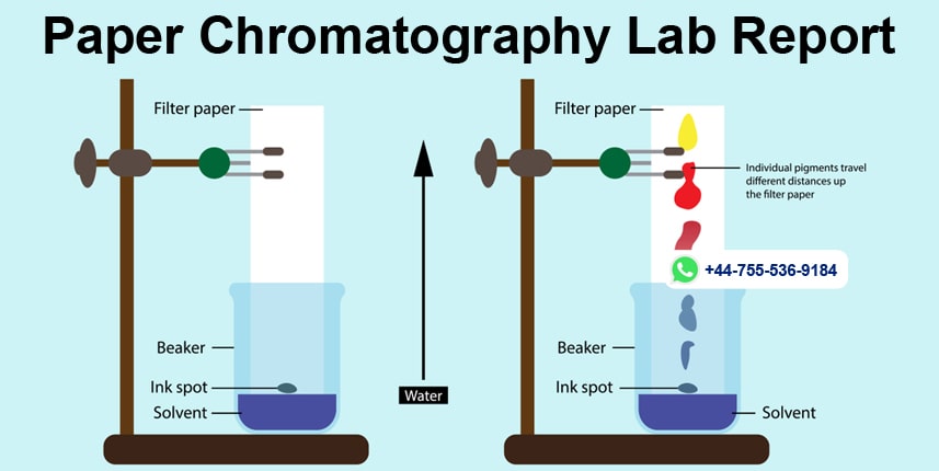 paper chromatography lab report hypothesis